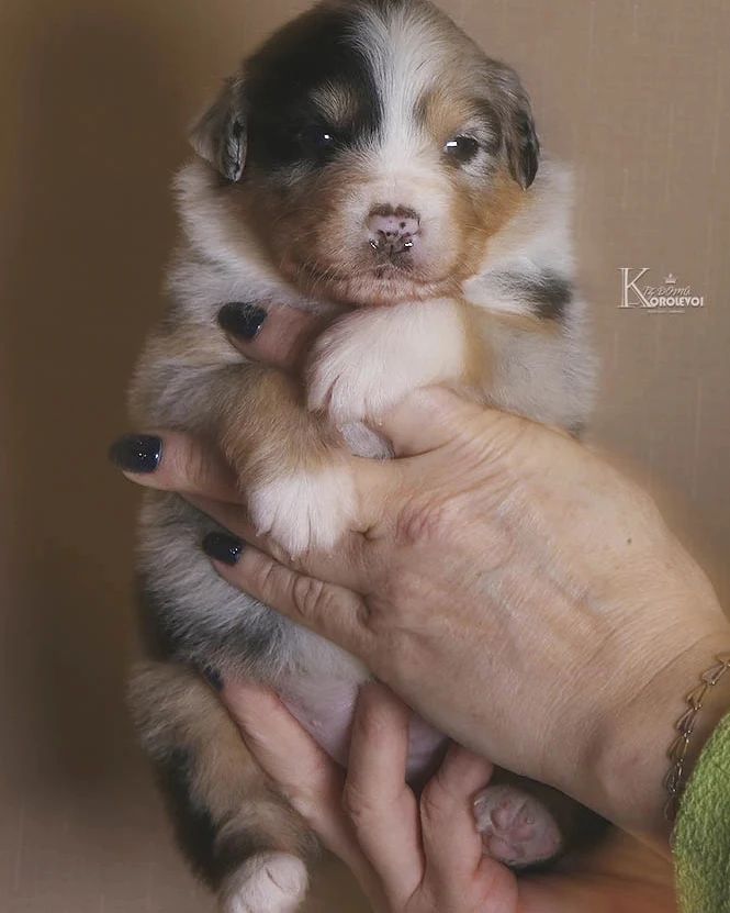 iz_doma_korolevoi_kennel в LOOKY — фото 3
