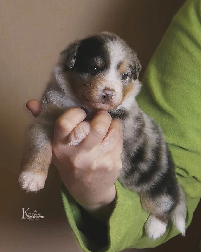 iz_doma_korolevoi_kennel в LOOKY — фото 4