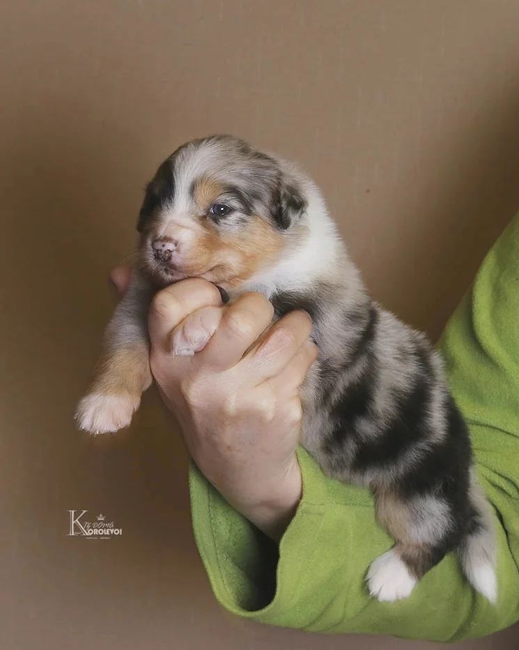 iz_doma_korolevoi_kennel в LOOKY — фото 8