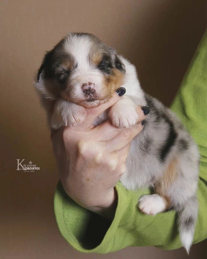 iz_doma_korolevoi_kennel в LOOKY — фото 2