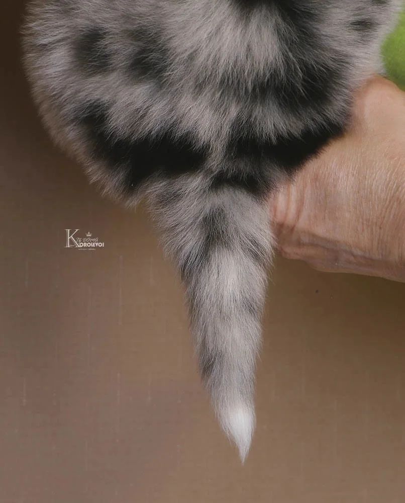 iz_doma_korolevoi_kennel в LOOKY — фото 6
