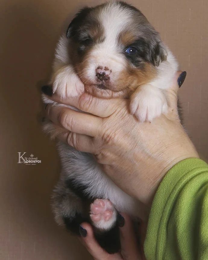 iz_doma_korolevoi_kennel в LOOKY — фото 4