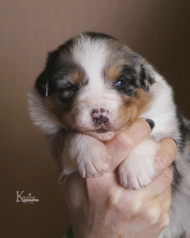 iz_doma_korolevoi_kennel в LOOKY — фото 3