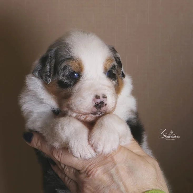 iz_doma_korolevoi_kennel в LOOKY — фото 3