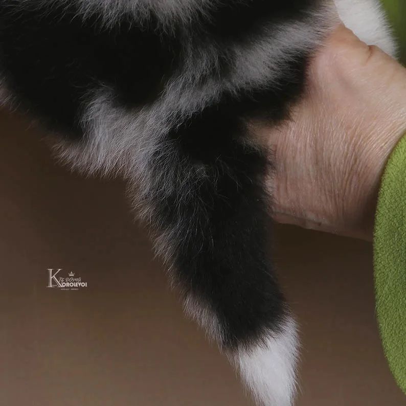 iz_doma_korolevoi_kennel в LOOKY — фото 6