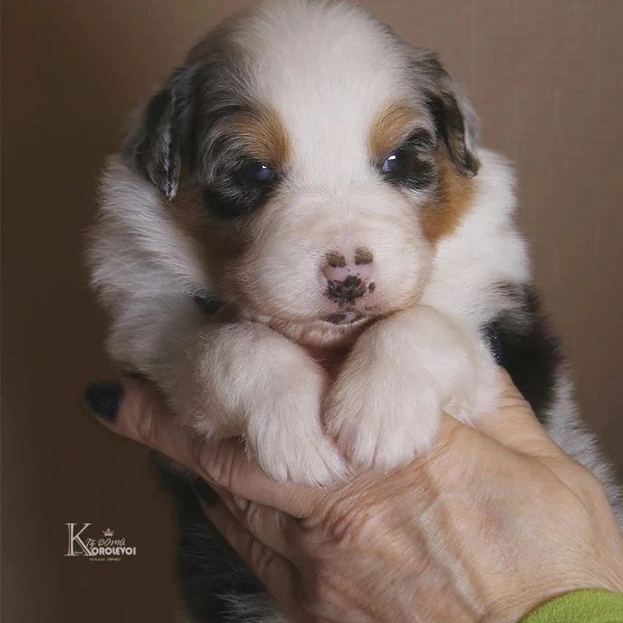 iz_doma_korolevoi_kennel в LOOKY — фото 4