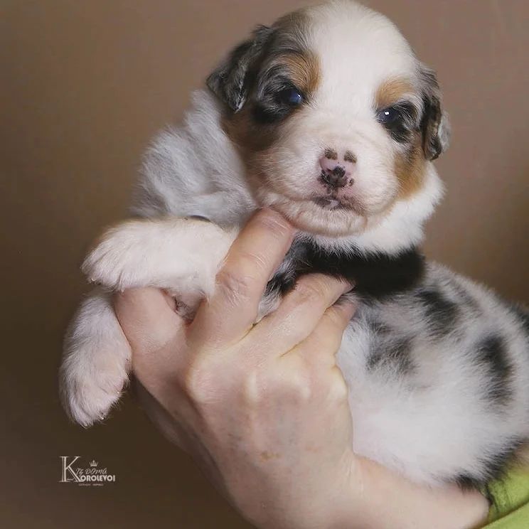 iz_doma_korolevoi_kennel в LOOKY — фото 2
