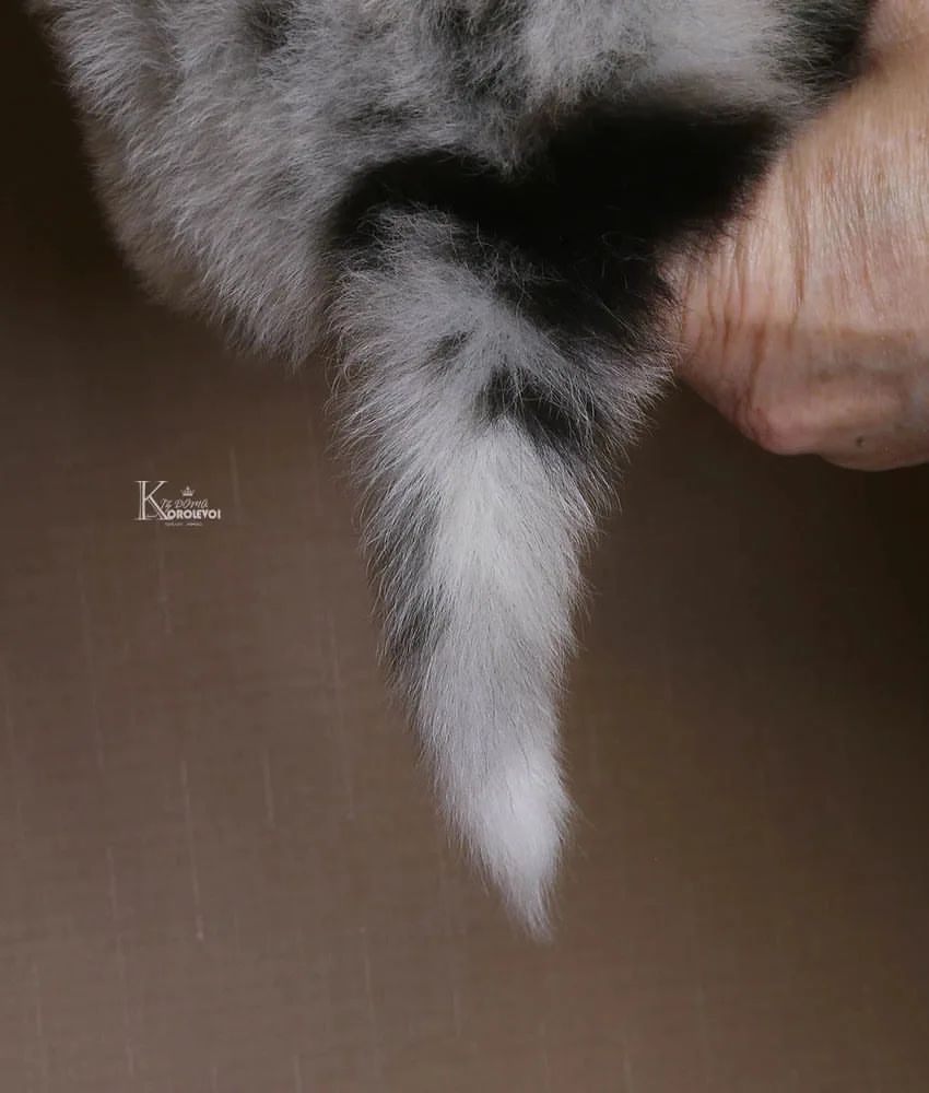 iz_doma_korolevoi_kennel в LOOKY — фото 3