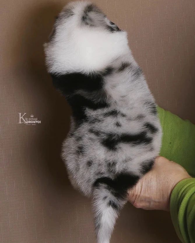 iz_doma_korolevoi_kennel в LOOKY — фото 2