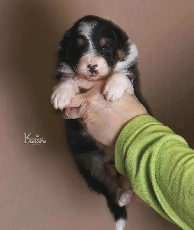 iz_doma_korolevoi_kennel в LOOKY — фото 2