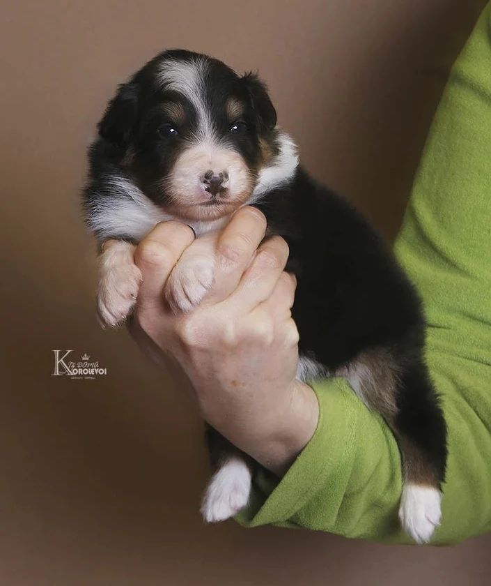 iz_doma_korolevoi_kennel в LOOKY — фото 3