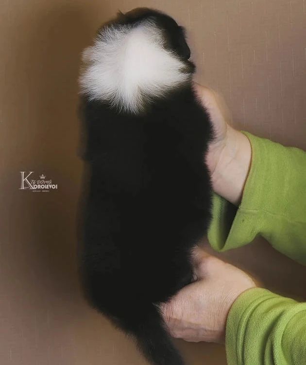 iz_doma_korolevoi_kennel в LOOKY — фото 5
