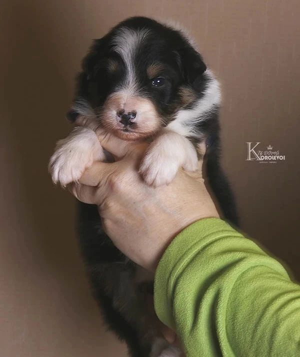 iz_doma_korolevoi_kennel в LOOKY — фото 4