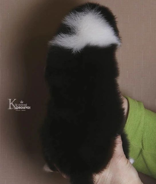 iz_doma_korolevoi_kennel в LOOKY — фото 2