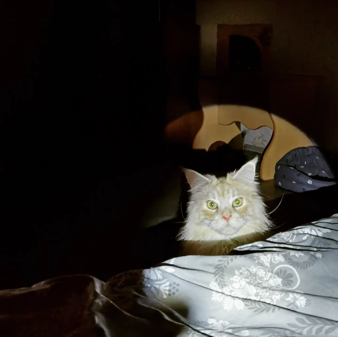 heimdallrcoon в LOOKY — Дитя неожиданности... из под дивана😆
.
#котоигры #мейнкунба