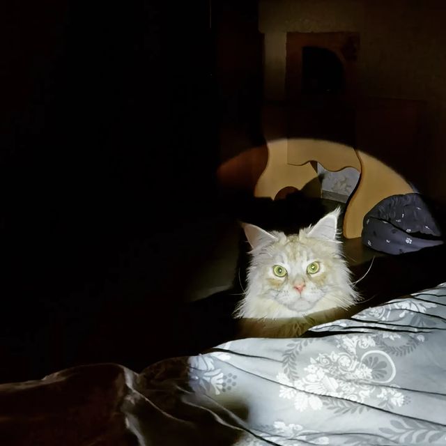 heimdallrcoon в LOOKY. #котоигры,#мейнкунбалует,#янастаиваю,#котхеймдалль,#котики,#котикивкроватке,#maincoon,#cat,#mainecoons,#instacat,#mainecooncat. Дитя неожиданности.....