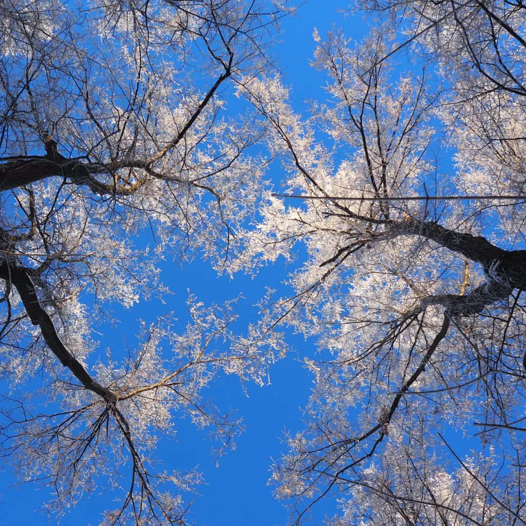#nature#naturelife#wild#wildlifestyle#callofthewild#sky#trees#tailwindphoto#природа#дикаяжизнь#зовприроды#отографииприроды#небо#деревья