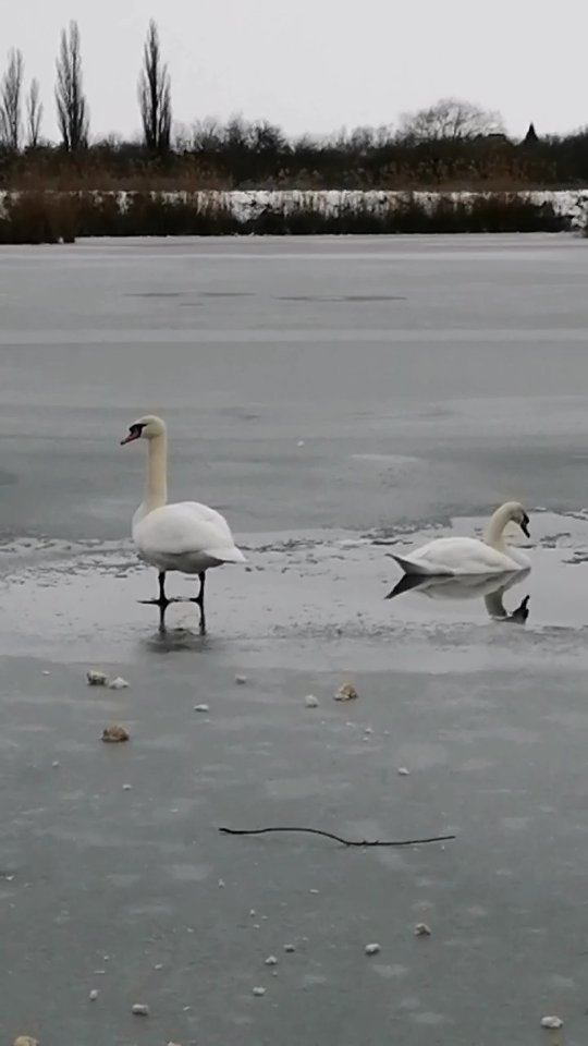 santei85 в LOOKY. . Белый 🦢на пруду