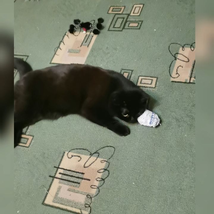 bysa_cats в LOOKY. #кот,#cat,#cats,#kitten,#catstagram_japan,#kittycat,#meow,#NoFilter,#instacat,#猫,#ねこ,#neko,#Repost,#blackcat,#cute,#instagramcats,#weeklyfluff,#kitty,#kittens,#catlife,#catlover,#blackstarcat,#scottishfold,#pet,#bysa_cats,#catsofinstagram,#catoftheday,#love,#photography,#고양이. Игрушка от Па, Набер...