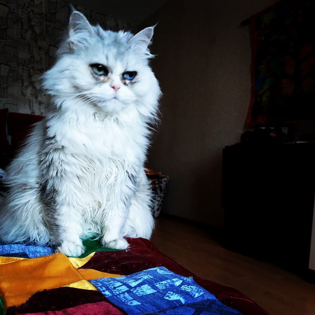 starkirinov в LOOKY — Когда увидел цены на корм #котикиправятмиром#котоселфи#2022