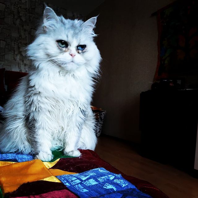 starkirinov в LOOKY. #котикиправятмиром#котоселфи#2022. Когда увидел цены на...
