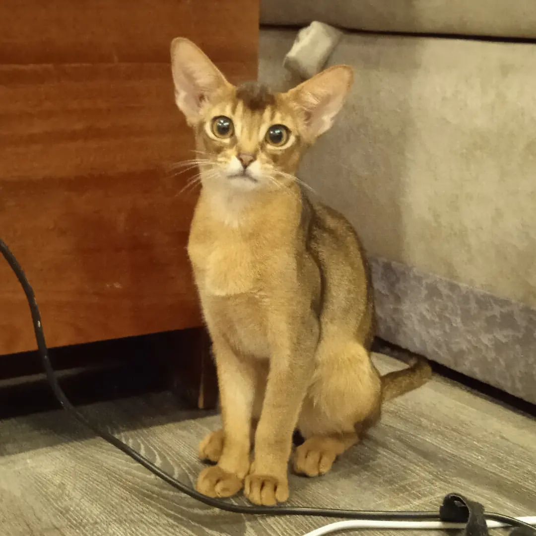 abyssinian_wildaby в LOOKY — фото 2