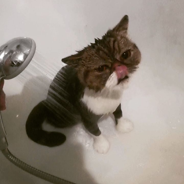 mycatgrooming in LOOKY. #кошачийгрумер,#грумингкошек,#грумингкошекмосква,#грумеркошекмосква,#помытькота,#помытькошку,#экзотическаякороткошерстная,#catgrooming,#catbeauty,#mycatgrooming,#exoticshorthair,#happyfriendcattery,#виделивидео. Принято считать, что...