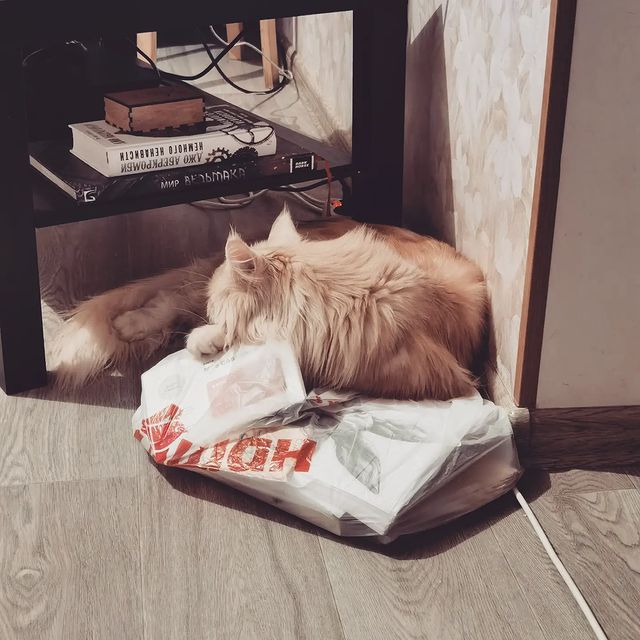 heimdallrcoon в LOOKY. #котхеймдалль,#котики,#пакетик,#cat,#mainecoons,#instacat,#mainecooncat. Мать мусор собирает,...