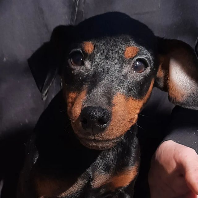 kennel.bss в LOOKY. #цвергпинчер,#минпин,#zwergpincher,#kennel_bss,#bss_kennel,#хочущенка,#хочущеночка,#хочуцвергпинчера,#щенкицвергпинчера,#щенкицверга,#щенкиевпатория,#щенкикрым,#. Маленький #цвергпинч...