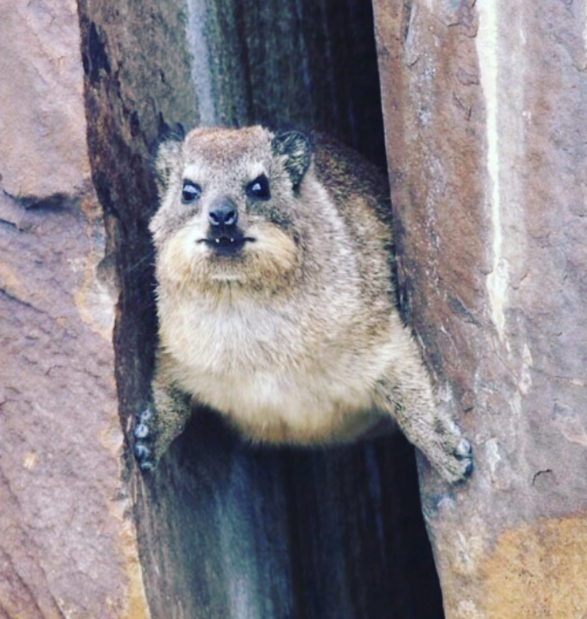 a_fox1407 в LOOKY. . Даман. Знаете кому о...