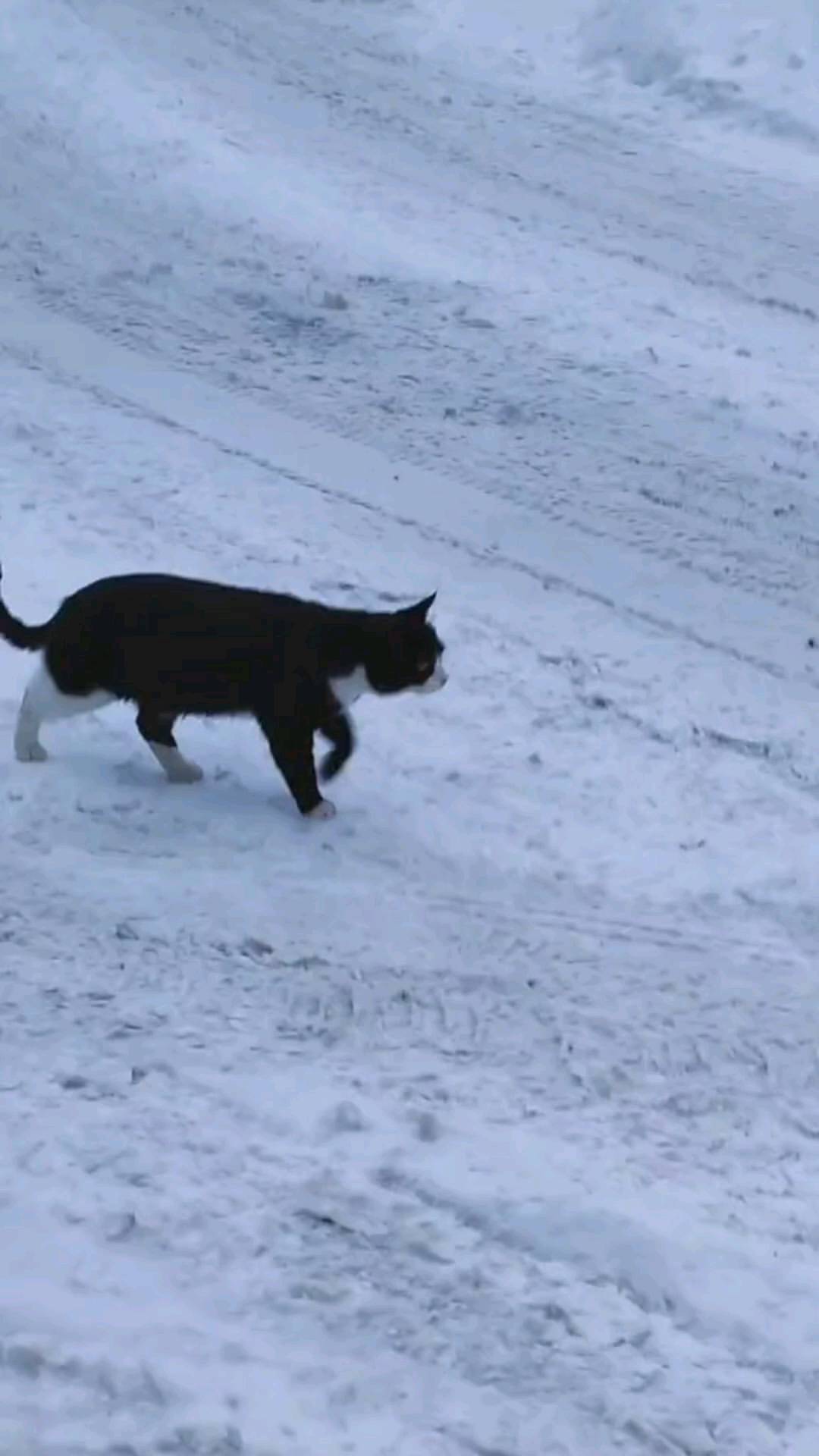 heimdallrcoon в LOOKY. . Котики, встреча)