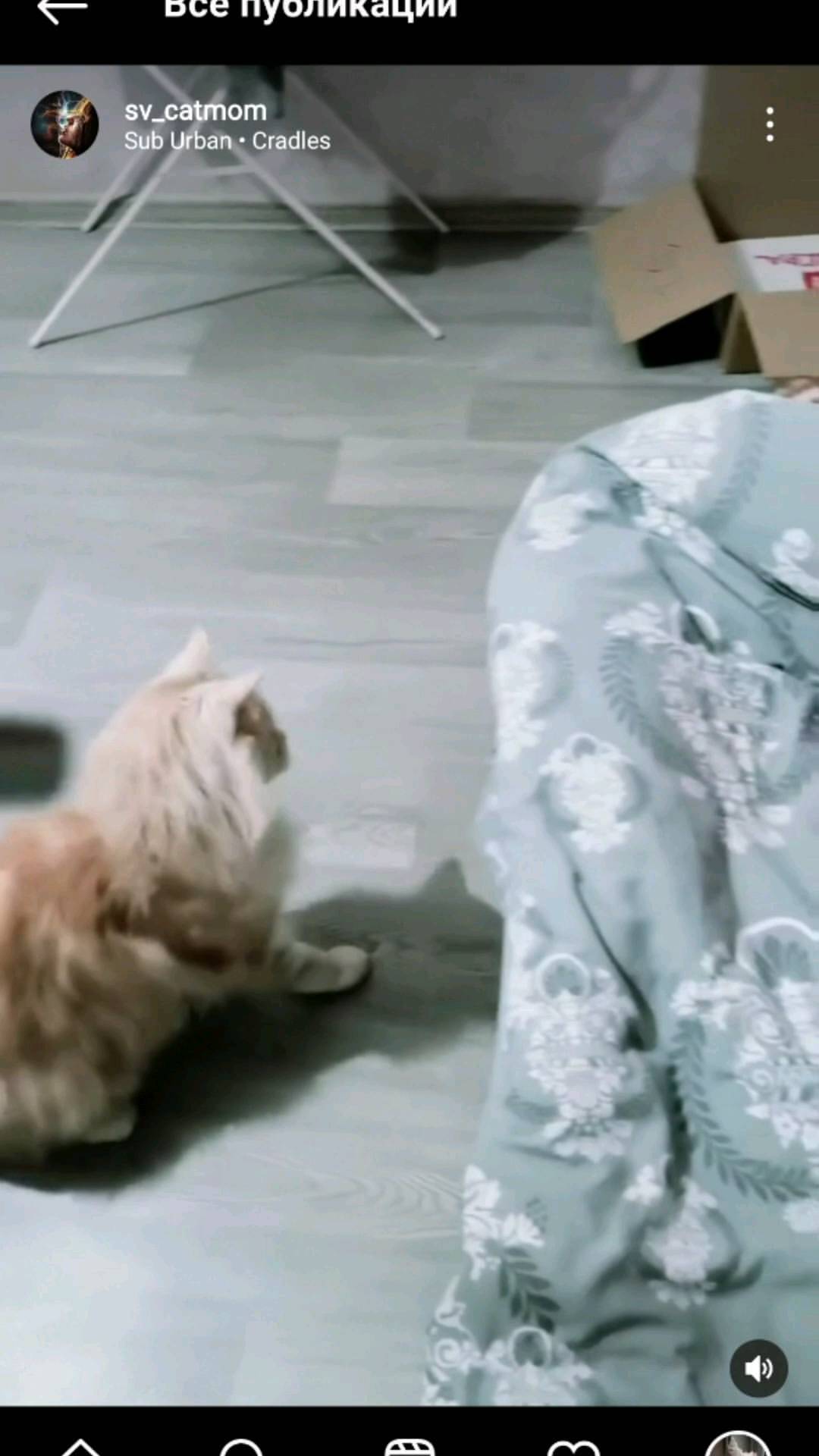 heimdallrcoon в LOOKY. #котхеймдалль. #котхеймдалль