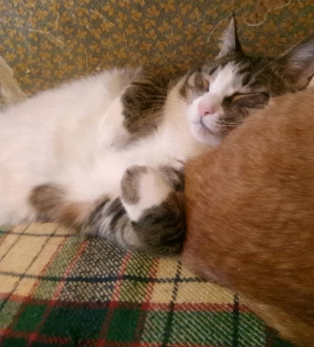 afina_nike в LOOKY — Сима привалился к попе Юдзу, как к подушке!😹
#котики#cats#м