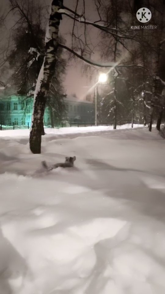 ars_diretore в LOOKY. . Смешные вечерние про...