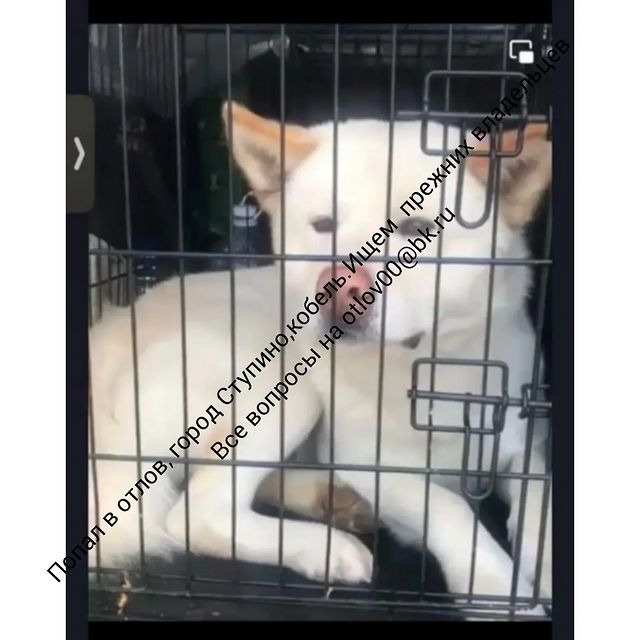 panteravet в LOOKY. . Репост🔥🔥🔥