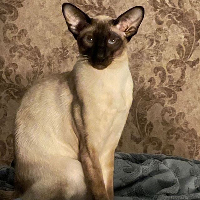 elenadmkh в LOOKY. #oriental,#котики. Наш любимчик #orient...