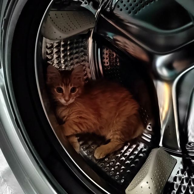 kristal_chik в LOOKY. #наглаярыжаяморда,#курильскийбобтейл😺. Котик наш 🐱
#наглая...