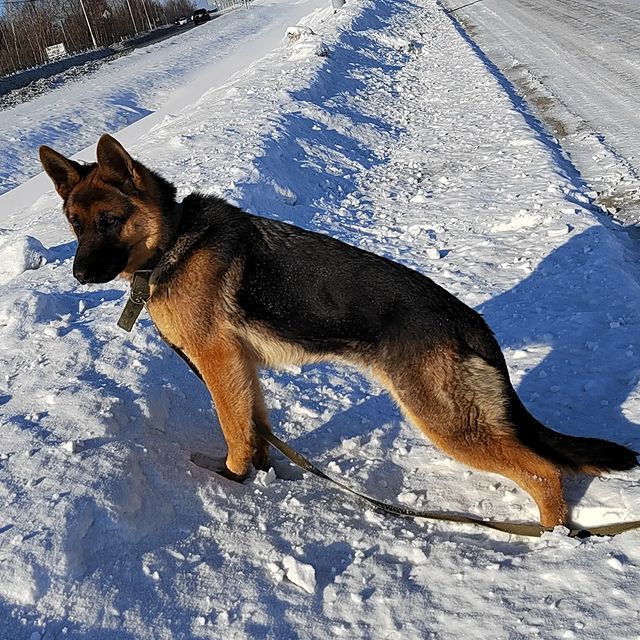kristal_chik в LOOKY. #собакадругчеловека,#немецкаяовчарка. Лу́на🐕‍🦺
#собакадр...