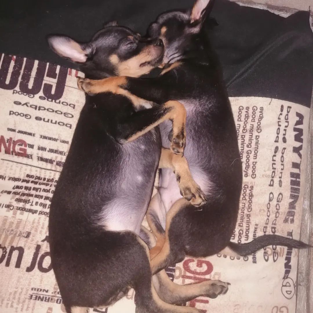 anna0809k в LOOKY. #dogs,#doglovers,#puppy,#dog,#instadog,#ilovemydog,#тойтерьер,#тойчики,#тойчикисамыеклассные. #dogs #doglovers #pu...