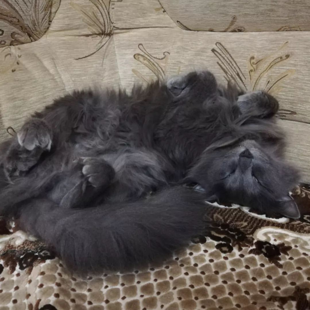 Кот сломался...