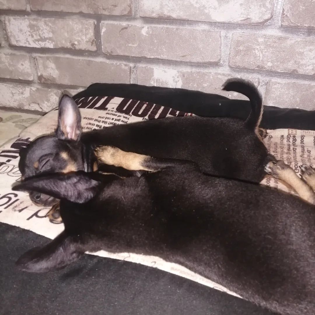 anna0809k в LOOKY. #dogs,#doglovers,#puppy,#dogsofinstagram,#puppylove,#dog,#instadog,#тойтерьер,#той,#тойчик,#собака,#тойчикисамыеклассные,#держихвостпистолетом,#🔫. #dogs #doglovers #pu...