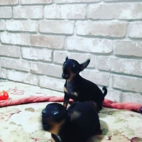 anna0809k в LOOKY. #dogs,#doglovers,#puppy#dogsofinstagram,#dog,#instadog,#ilovemydog,#тойтерьер,#тойчики,#тойчикисамыеклассные,#риччи,#дейзи,#певцы#song. #dogs #doglovers #pu...