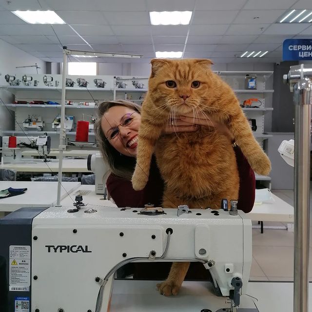 welltex_ekaterinburg в LOOKY. #кот,#перс,#,#челлендж,,#веллтекс,#вседляшвейноймастерской,#ателье,#ткани,#тканиотметра,#твойвеллтекс,#шьюсама,#умеюшить,#любовькшитью,#шьюназаказ,#шьюсама,#швея,#портной,#швейноеоборудование,#молнии,#нитки,#инстадрузья,#индивидуальныйпошиводежды,#одежда,#ткань,#веллтекс_оборудование,#веллтекс_ткани,#веллтекс_фурнитура,#котики,#домашнийпитомец,#рыжик,#рыжийкот,#. У нас новый сотрудни...