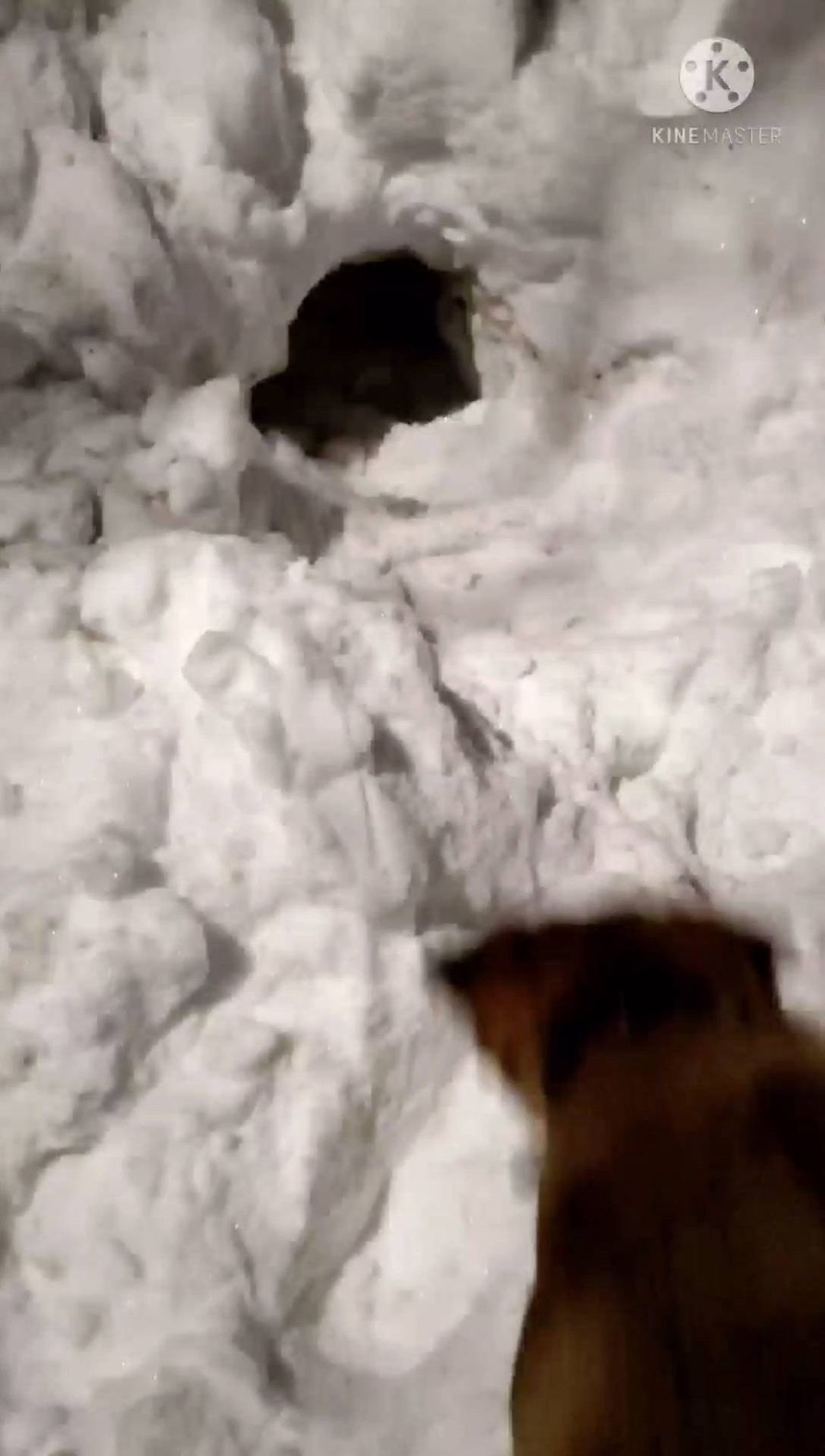 ars_diretore в LOOKY. . Ку-ку 🐶