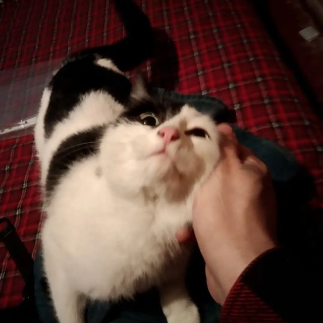 morphineshot в LOOKY. . Харя)