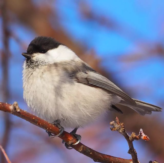 the.tail.wind в LOOKY. #nature#tailwindphoto#naturelife#naturephotography#wild#wildkifestyle#wildphotography#callofthewild##forest#animals#birds#willowtit#poecile_montanus#природа#дикаяжизнь#фотографииприроды#зовприроды#лес#птицы#гаички#буроголоваягаичка#пухляк. #nature#tailwindphot...