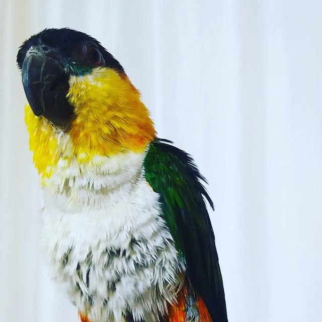 eeenverkilinccc в LOOKY. #papağan,#papagan,#papağaneğitimi,#papaganegitimi,#parrot,#parrottraining,#parrottrainer,#caique,#caiqueparrot,#caiquesofinstagram,#kayıkpapağanı,#kayıkpapağaneğitimi,#çubuk,#pursaklar,#ankara,#akyurt,#papağansahiplendirme,#papaganturkiye,#papağanlar,#caiqueparrots,#evcilhayvansahiplendirme. Eve neşe getirdi 🦜
...