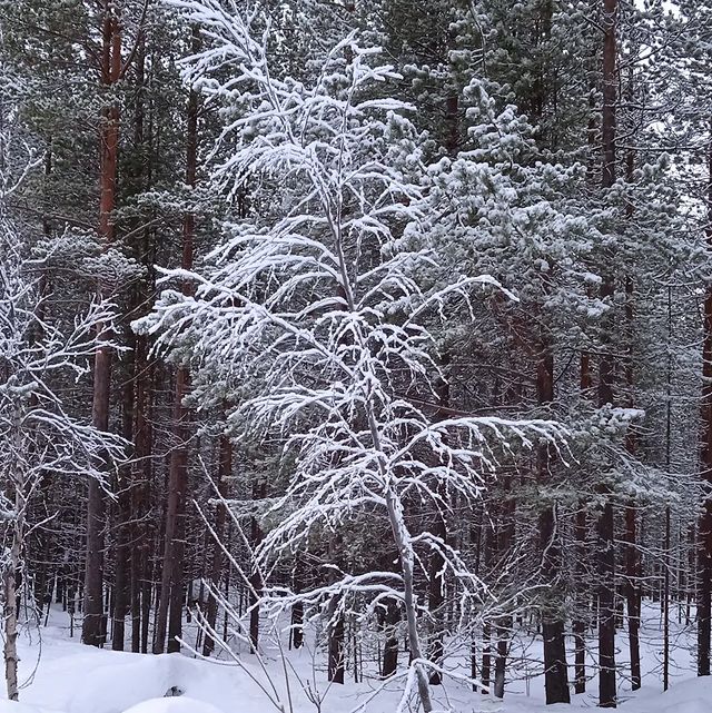 olyushka07 в LOOKY. . null