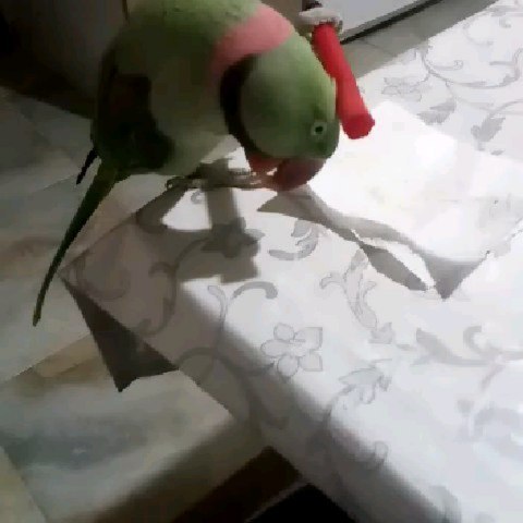 eeenverkilinccc в LOOKY. #papağan,#papağansahiplendirme,#papağaneğitimi,#papagan,#papaganturkiye,#papaganegitimi,#parrottrainer,#papağanlar,#parrottraining,#parrot,#iskenderpapagani,#iskenderpapağanı,#aleksanderpapağanı,#alexanderparrot,#pursaklar,#çubuk,#keçiören,#ankara,#akyurt,#bağlıca. Böylesi çok zor bulu...