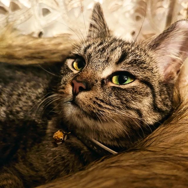 helena.mystery в LOOKY. . My little kitten pri...